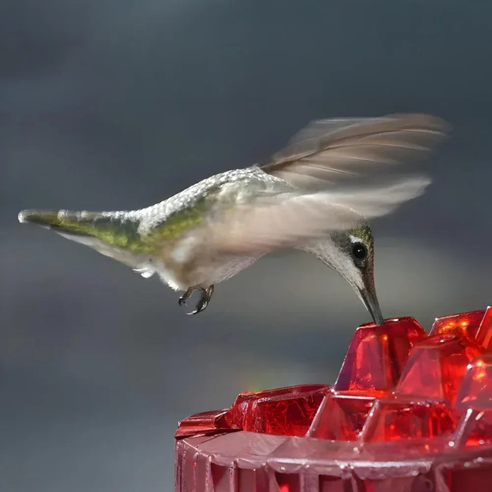 Hanging Hummingbird Nectar Feeder for Garden Feeding Stations