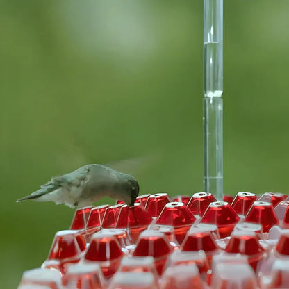 Hanging Hummingbird Nectar Feeder for Garden Feeding Stations