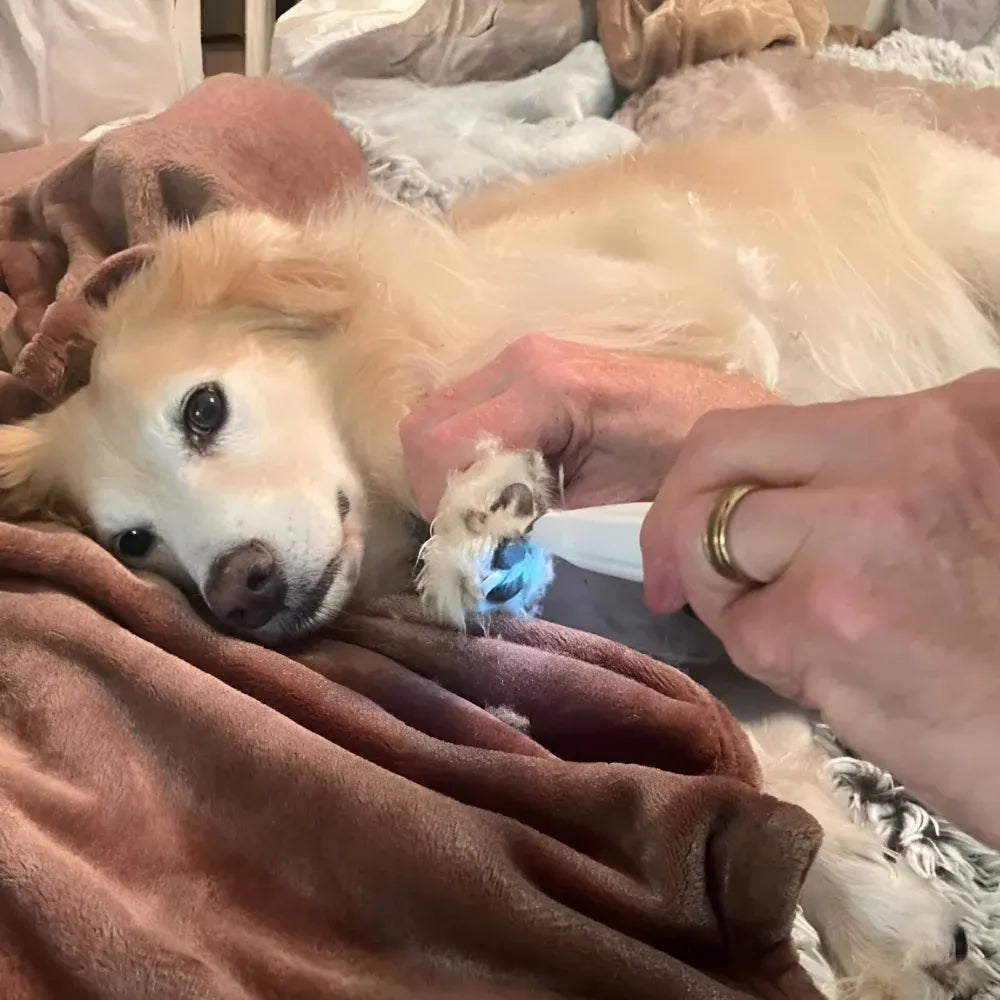 Rechargeable Pet Paw Trimmer for Dog Grooming