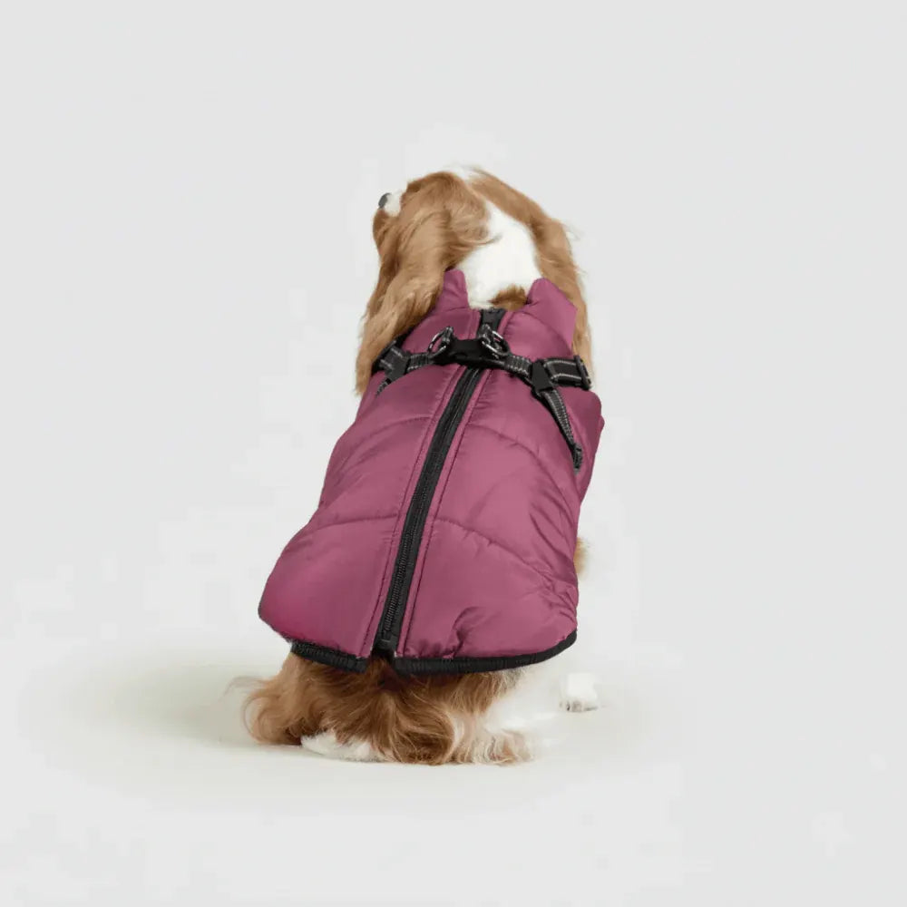 Warm Winter Outdoor Coat for Dogs