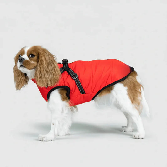 Warm Winter Outdoor Coat for Dogs
