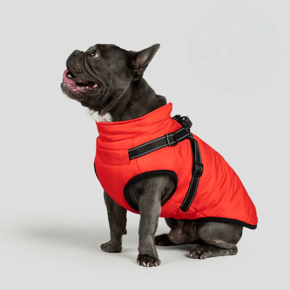 Warm Winter Outdoor Coat for Dogs